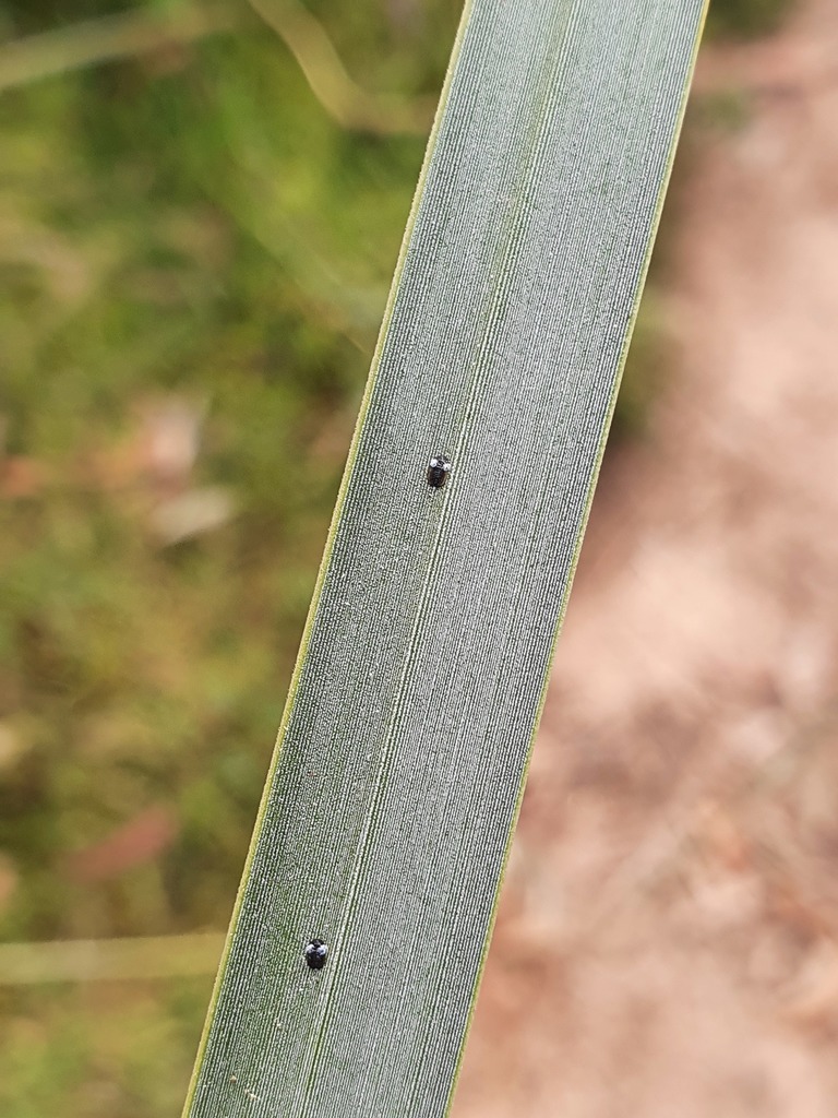 Dumbletoniella