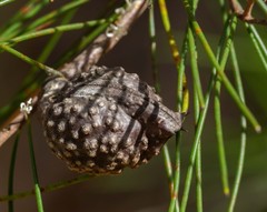 Hakea macraeana