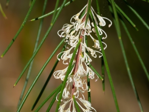 Hakea macraeana