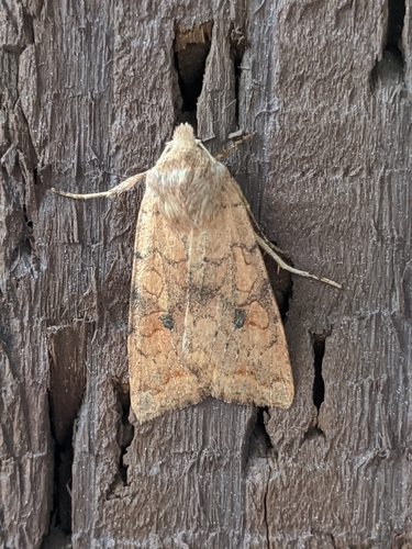 Battered Sallow photo 2