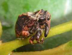 Menechirus parryi