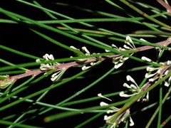Hakea macraeana