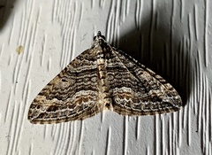 Anticlea multiferata