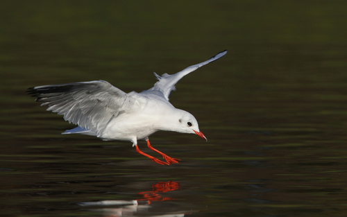 Gaviota reidora (Chroicocephalus ridibundus)