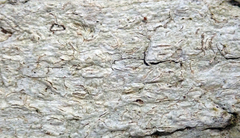 Acanthothecis