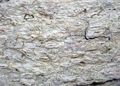 Acanthothecis