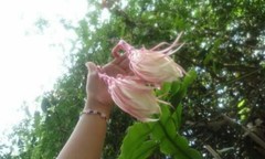 Hylocereeae