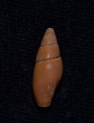 Isara badia