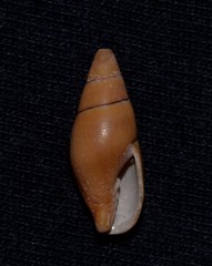 Isara badia