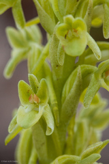 Platanthera michaelii