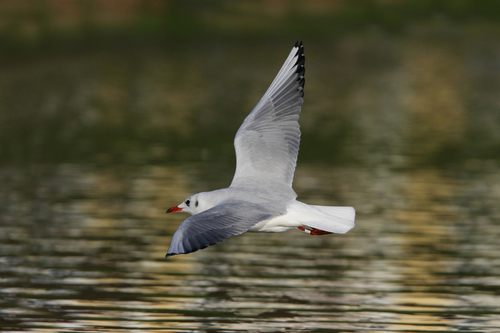 Black-headed Gull (Chroicocephalus ridibundus)