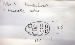 Acanthothecis