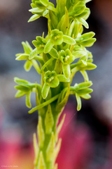 Platanthera michaelii