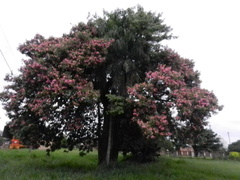 Ceiba speciosa