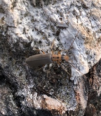 Copidita quadrimaculata