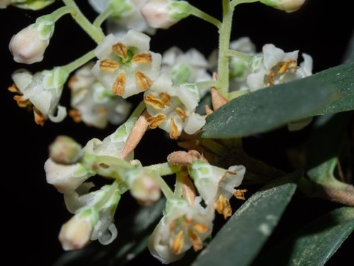 Monotoca elliptica (Sm.) R.Br.