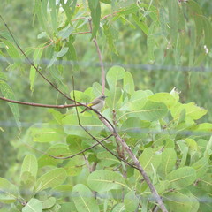 Conopophila rufogularis