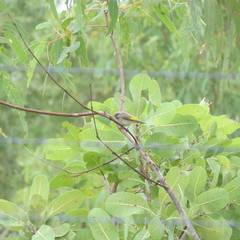 Conopophila rufogularis