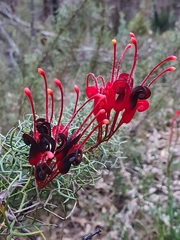 Grevillea wilsonii