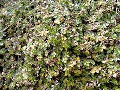 Acaena microphylla pauciglochidiata