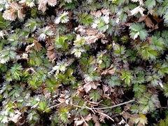 Acaena microphylla pauciglochidiata