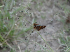 Lon melane vitellina