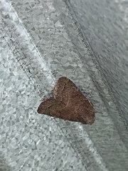 Protorthodes oviduca