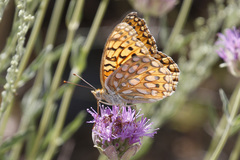 Speyeria callippe nevadensis