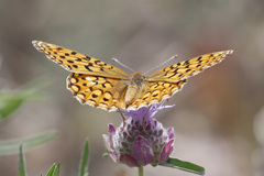Speyeria callippe nevadensis