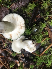 Russula graminea