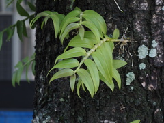 Dendrobium
