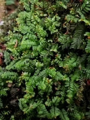Hymenophyllum caespitosum