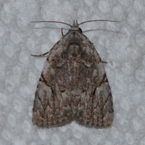 Many-dotted Appleworm Moth photo 5