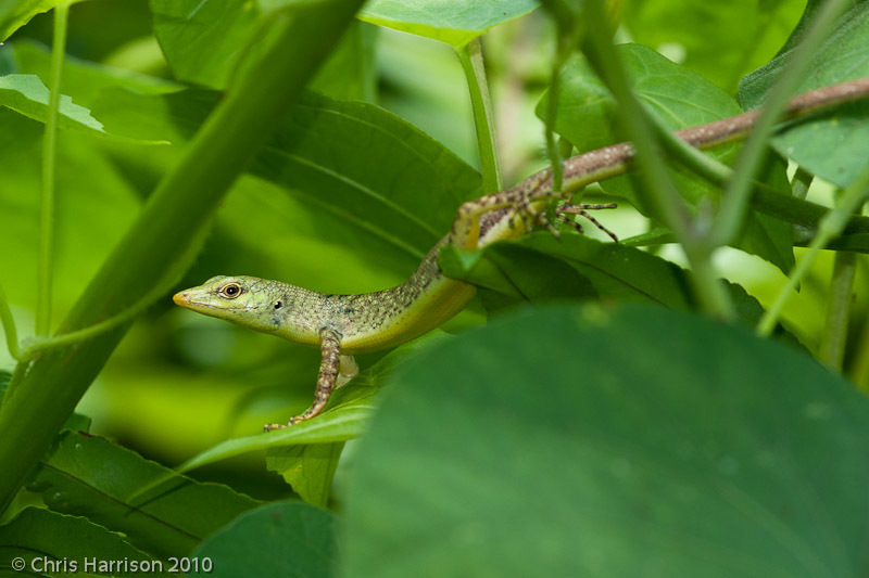 Fiji Green Emo Skink