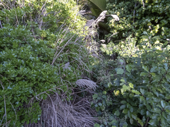 Miscanthus nepalensis