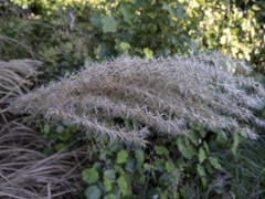 Miscanthus nepalensis