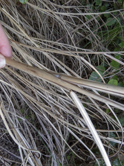 Miscanthus nepalensis