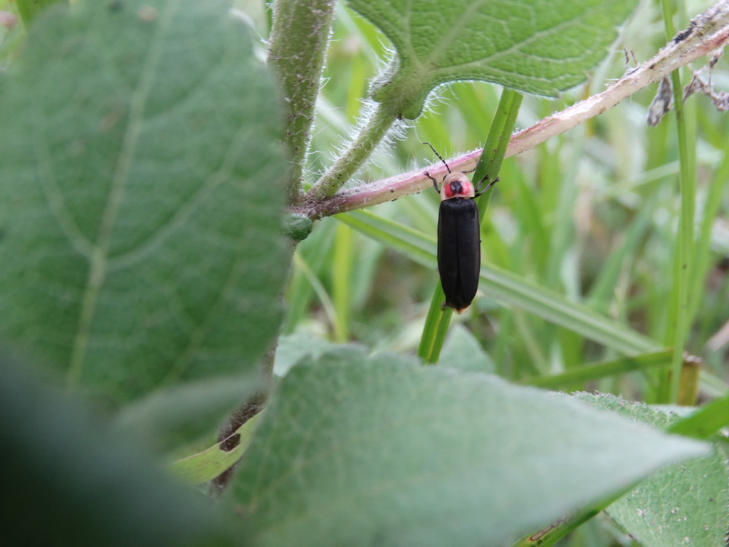 Photinus extensus
