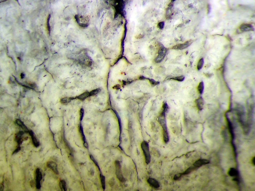 Fissurina monospora