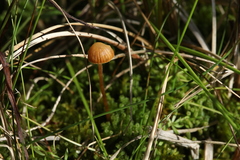 Galerina sphagnorum