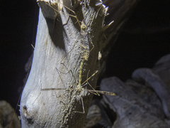 Austrolimnophila argus