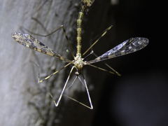 Austrolimnophila argus