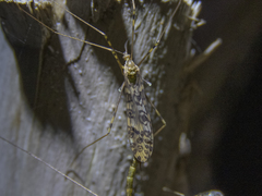 Austrolimnophila argus