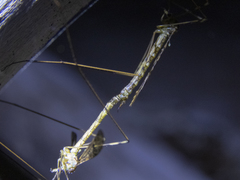 Austrolimnophila argus