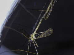 Austrolimnophila argus