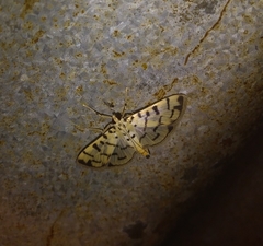 Dichocrocis sabatalis