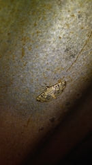Dichocrocis sabatalis