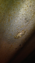 Dichocrocis sabatalis