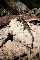 Emoia cyanura