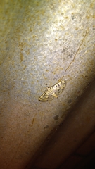 Dichocrocis sabatalis